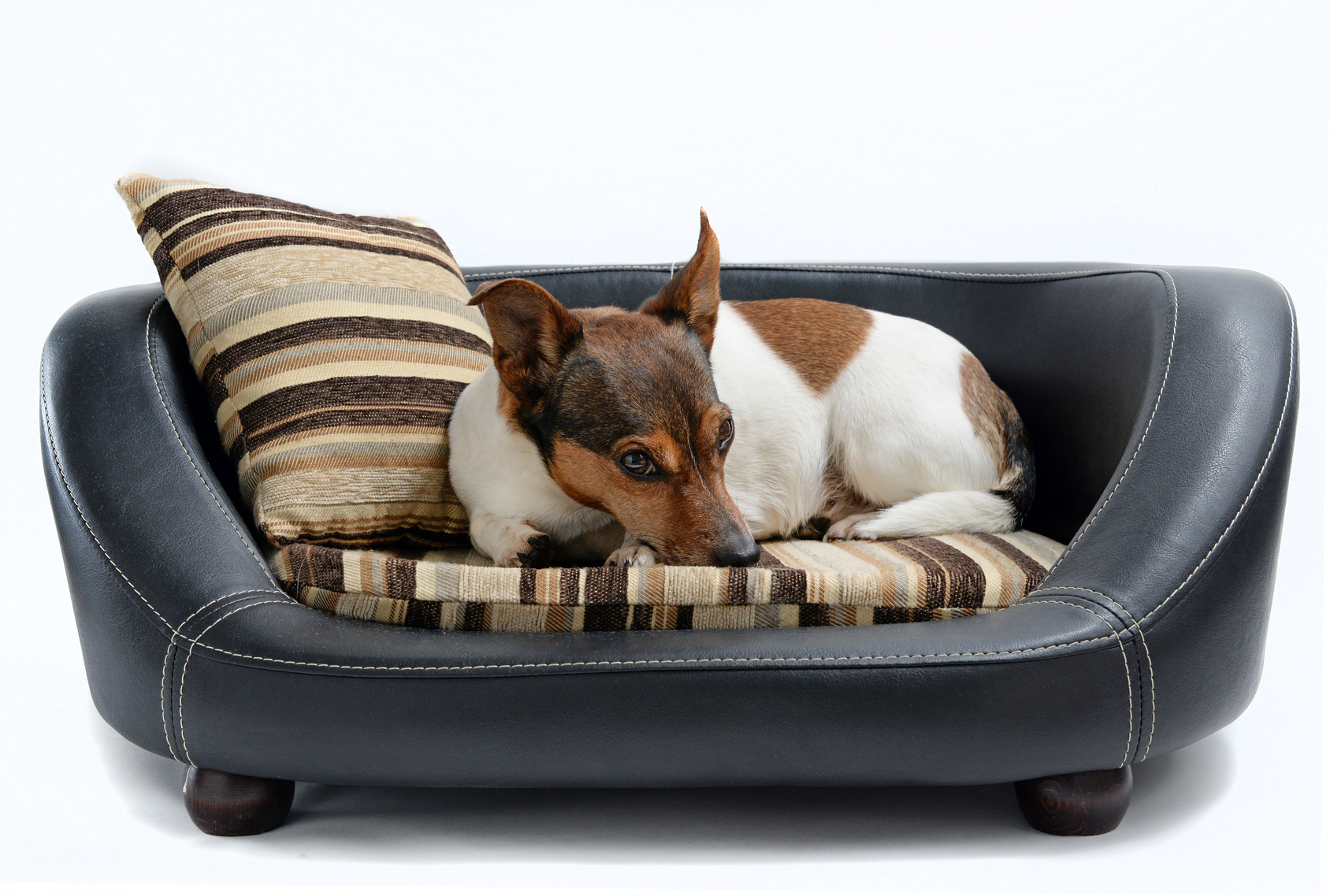 Modern Pet Beds to Suit Your Decor